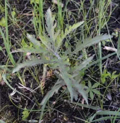 large-flowered false foxglove thumbnail 1