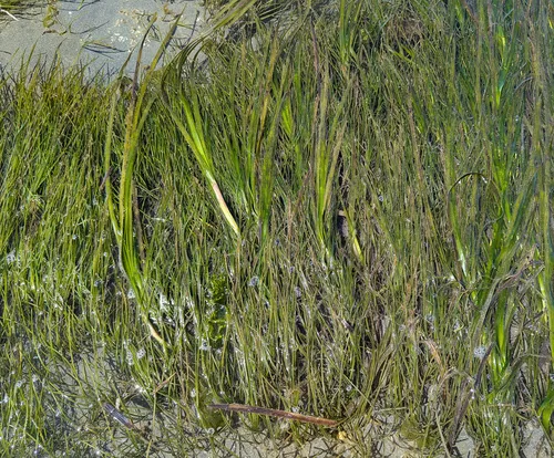 Japanese Eelgrass