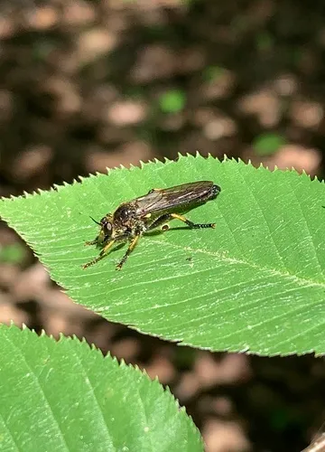 Echthodopa formosa