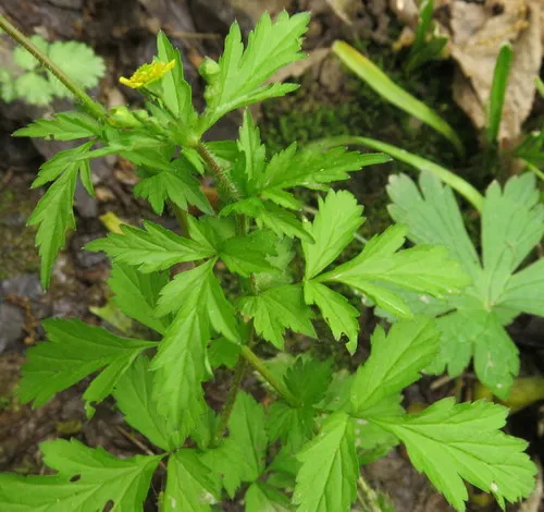 Spring Avens