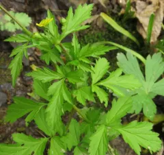 Spring Avens thumbnail 1