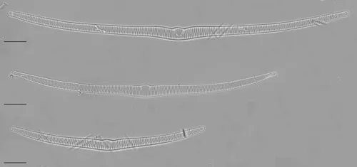 Hannaea superiorensis