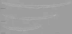Hannaea superiorensis thumbnail 1