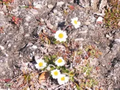 Entireleaf Daisy thumbnail 4