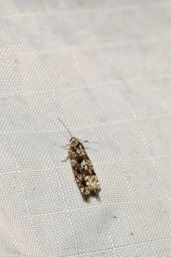 Gretchena concubitana