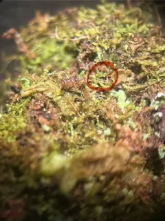Wood Fingerwort thumbnail 1