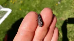 Oligostomis ocelligera thumbnail 1