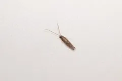 Cyrnellus fraternus thumbnail 3