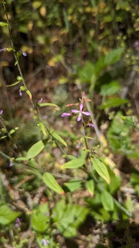 mountain clarkia