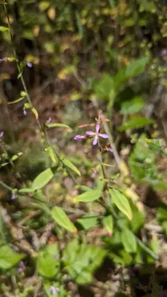 mountain clarkia thumbnail 1