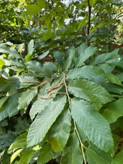 Allegheny Chinquapin thumbnail 3