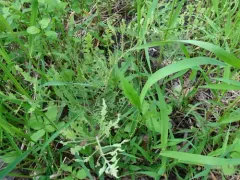 Thrinax dubitata thumbnail 1