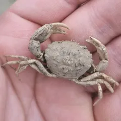 White-tipped Mud Crab thumbnail 3