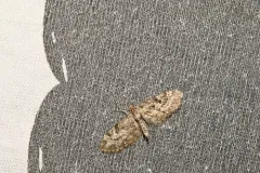 Eupithecia casloata thumbnail 2