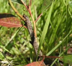 Clouded Veneer Moth thumbnail 4