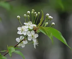 fire cherry thumbnail 5