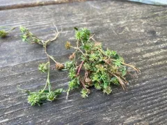 nodding clover thumbnail 3