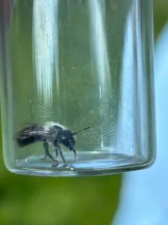 Mountain Mason Bee thumbnail 2