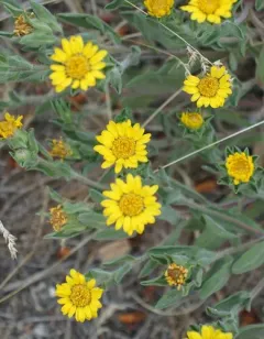 Heterotheca vespertina thumbnail 4