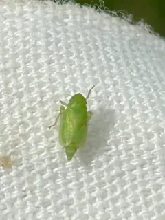 Neocoelidia tumidifrons thumbnail 3