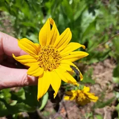 narrowleaf mule-ears thumbnail 2