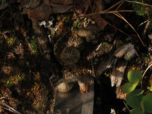 Arrhenia velutipes