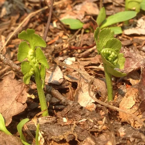 common moonwort
