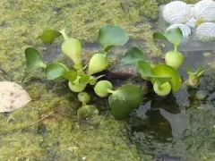 common water hyacinth thumbnail 2