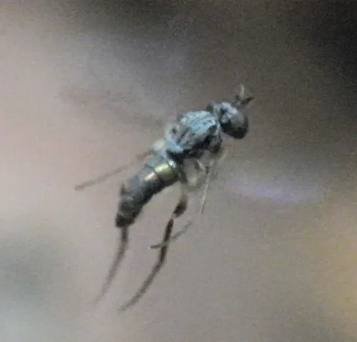 Systenus albimanus