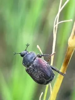 Hoplia sackenii thumbnail 2
