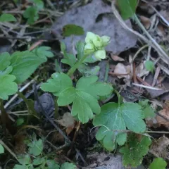 Moschatel thumbnail 2