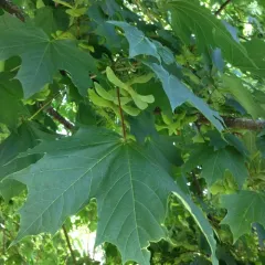 Norway maple thumbnail 5