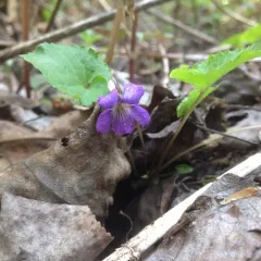 Great-spurred Violet thumbnail 2