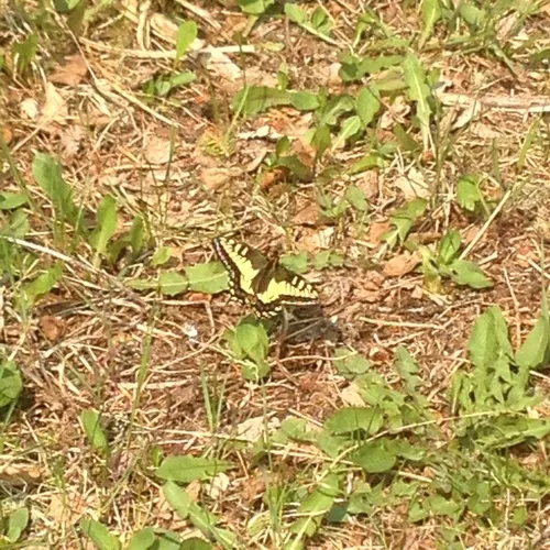 Anise Swallowtail