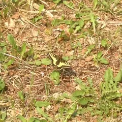 Anise Swallowtail thumbnail 1