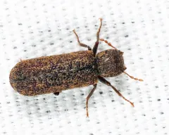 Lichenophanes mutchleri thumbnail 2