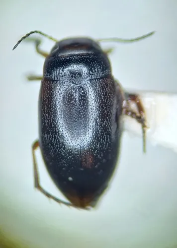 Hydroporus tristis