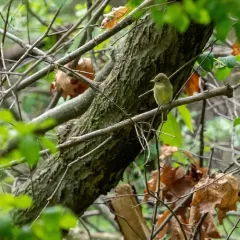 Yellow-bellied Flycatcher thumbnail 2