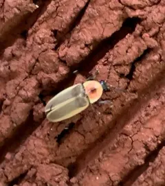 Little Gray Firefly thumbnail 4