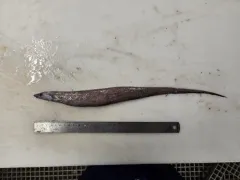 Smallmouth Spiny Eel thumbnail 2