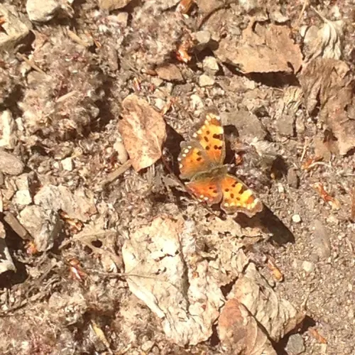 Green Comma