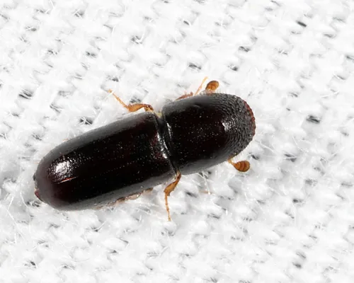 American Utilizable Wood Bark Beetle