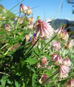 Shasta clover thumbnail 3
