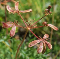 Brandegee's Desert-parsley thumbnail 4