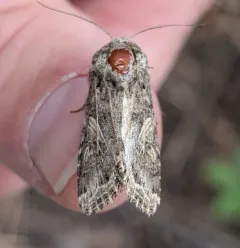 Western Yellow-striped Armyworm Moth thumbnail 1