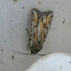 Euxoa pluralis thumbnail 3
