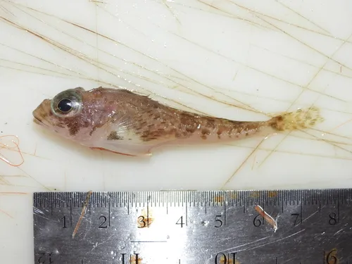 Spatulate Sculpin