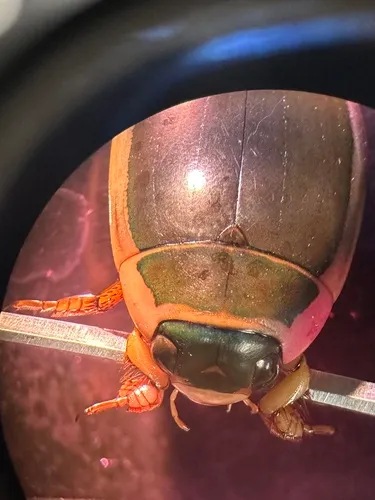 Hybrid Predaceous Diving Beetle