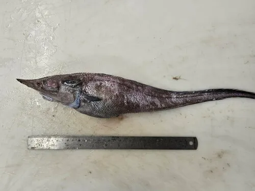 Roughnose Grenadier