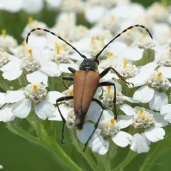 Red-winged Longhorn Beetle thumbnail 4